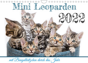 Mini Leoparden – mit Bengalkätzchen durch das Jahr (Wandkalender 2022 DIN A4 quer) von - Sylke Enderlein,  Bethari