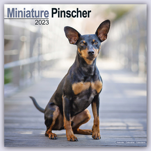 Miniature Pinscher – Zwergpinscher 2023 – 16-Monatskalender