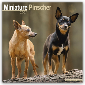 Miniature Pinscher – Zwergpinscher 2024 – 16-Monatskalender