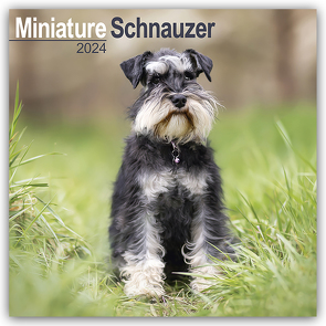 Miniature Schnauzer – Zwergschnauzer 2024 – 16-Monatskalender