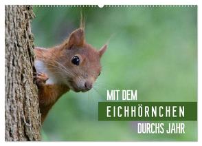 Mit dem Eichhörnchen durchs Jahr (Wandkalender 2024 DIN A2 quer), CALVENDO Monatskalender von Brackhan,  Margret