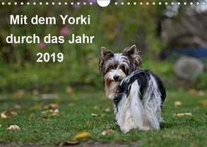 Mit dem Yorki durch das Jahr 2019 (Wandkalender 2019 DIN A4 quer) von Bauer,  Friedhelm