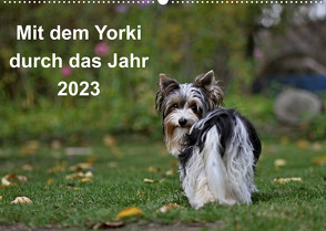 Mit dem Yorki durch das Jahr 2023 (Wandkalender 2023 DIN A2 quer) von Bauer,  Friedhelm