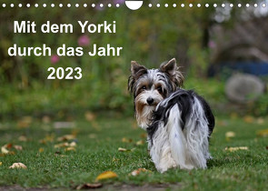 Mit dem Yorki durch das Jahr 2023 (Wandkalender 2023 DIN A4 quer) von Bauer,  Friedhelm