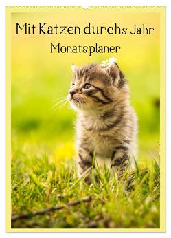 Mit Katzen durchs Jahr / Planer (Wandkalender 2024 DIN A2 hoch), CALVENDO Monatskalender von Obermüller Fotografie,  Yvonne