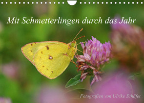 Mit Schmetterlingen durch das Jahr (Wandkalender 2023 DIN A4 quer) von Schäfer,  Ulrike