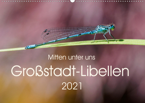 Mitten unter uns – Großstadt-Libellen (Wandkalender 2021 DIN A2 quer) von Wibke Hildebrandt,  Anne