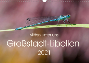 Mitten unter uns – Großstadt-Libellen (Wandkalender 2021 DIN A3 quer) von Wibke Hildebrandt,  Anne