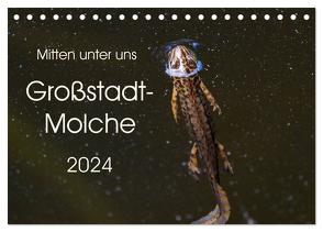 Mitten unter uns – Großstadt-Molche (Tischkalender 2024 DIN A5 quer), CALVENDO Monatskalender von Wibke Hildebrandt,  Anne