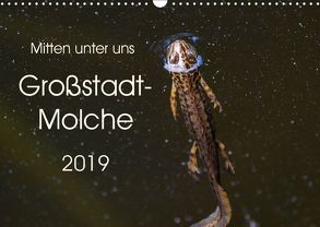 Mitten unter uns – Großstadt-Molche (Wandkalender 2019 DIN A3 quer) von Wibke Hildebrandt,  Anne