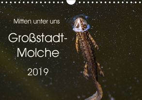 Mitten unter uns – Großstadt-Molche (Wandkalender 2019 DIN A4 quer) von Wibke Hildebrandt,  Anne