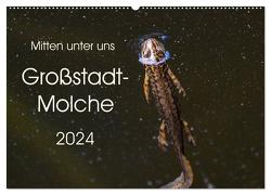 Mitten unter uns – Großstadt-Molche (Wandkalender 2024 DIN A2 quer), CALVENDO Monatskalender von Wibke Hildebrandt,  Anne