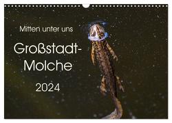 Mitten unter uns – Großstadt-Molche (Wandkalender 2024 DIN A3 quer), CALVENDO Monatskalender von Wibke Hildebrandt,  Anne