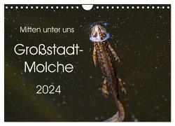 Mitten unter uns – Großstadt-Molche (Wandkalender 2024 DIN A4 quer), CALVENDO Monatskalender von Wibke Hildebrandt,  Anne