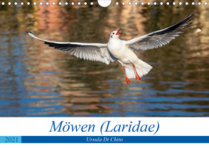 Möwen (Laridae) (Wandkalender 2021 DIN A4 quer) von Di Chito,  Ursula