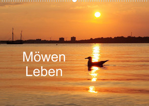 Möwen Leben (Wandkalender 2023 DIN A2 quer) von Riedel,  Tanja