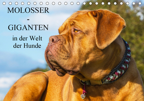 Molosser – Giganten in der Welt der Hunde (Tischkalender 2020 DIN A5 quer) von Starick,  Sigrid