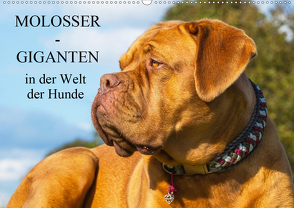 Molosser – Giganten in der Welt der Hunde (Wandkalender 2020 DIN A2 quer) von Starick,  Sigrid