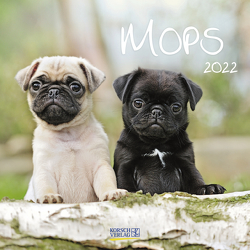 Mops 2022 von Korsch Verlag