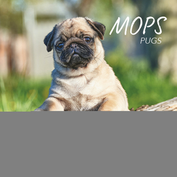 Mops 2024 von Korsch Verlag