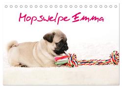 Mopswelpe Emma (Tischkalender 2024 DIN A5 quer), CALVENDO Monatskalender von Tiller,  Sophie