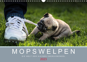 Mopswelpen (Wandkalender 2023 DIN A3 quer) von Dodeck,  Ole