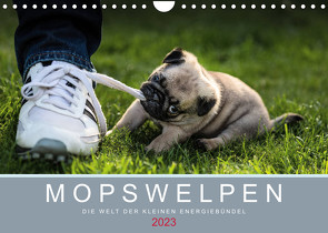 Mopswelpen (Wandkalender 2023 DIN A4 quer) von Dodeck,  Ole