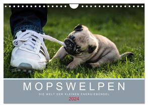 Mopswelpen (Wandkalender 2024 DIN A4 quer), CALVENDO Monatskalender von Dodeck,  Ole