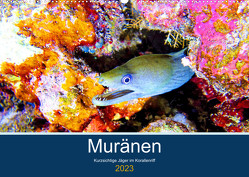Muränen – Kurzsichtige Jäger im Korallenriff (Wandkalender 2023 DIN A2 quer) von Hess,  Andrea