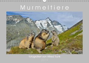 MurmeltiereAT-Version (Wandkalender 2019 DIN A3 quer) von Trunk,  Alfred