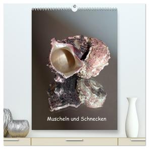Muscheln und Schnecken (hochwertiger Premium Wandkalender 2024 DIN A2 hoch), Kunstdruck in Hochglanz von Daus,  Christine