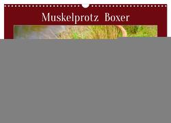 Muskelprotz Boxer (Wandkalender 2024 DIN A3 quer), CALVENDO Monatskalender von Kleemann,  Claudia
