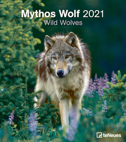 Mythos Wolf 2021 – Foto-Kalender – Wand-Kalender – 30×34