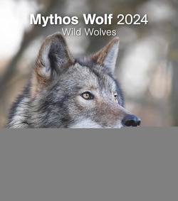 Mythos Wolf 2024 – Foto-Kalender – Wand-Kalender – 30×34