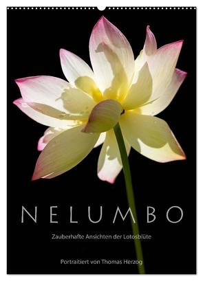 N E L U M B O – Zauberhafte Ansichten der Lotosblüte (Wandkalender 2024 DIN A2 hoch), CALVENDO Monatskalender von Herzog,  www.bild-erzaehler.com,  Thomas