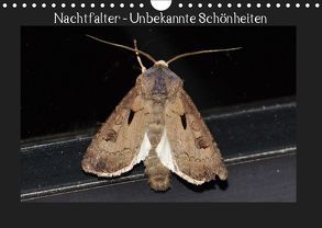 Nachtfalter – Unbekannte Schönheiten (Wandkalender 2019 DIN A4 quer) von Wagner,  Renate