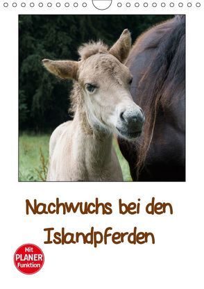 Nachwuchs bei den Islandpferden – Planer (Wandkalender 2019 DIN A4 hoch) von Beuck,  Angelika