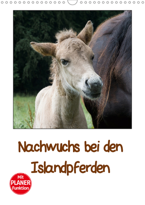 Nachwuchs bei den Islandpferden – Planer (Wandkalender 2021 DIN A3 hoch) von Beuck,  Angelika