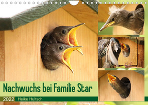 Nachwuchs bei Familie Star (Wandkalender 2022 DIN A4 quer) von Hultsch,  Heike