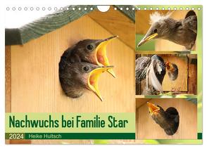 Nachwuchs bei Familie Star (Wandkalender 2024 DIN A4 quer), CALVENDO Monatskalender von Hultsch,  Heike