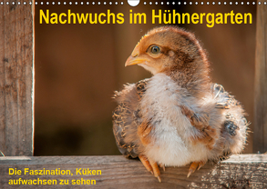 Nachwuchs im Hühnergarten (Wandkalender 2019 DIN A3 quer) von Berkenkamp,  Britta