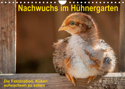 Nachwuchs im Hühnergarten (Wandkalender 2023 DIN A4 quer) von Berkenkamp,  Britta