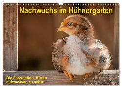 Nachwuchs im Hühnergarten (Wandkalender 2024 DIN A3 quer), CALVENDO Monatskalender von Berkenkamp,  Britta
