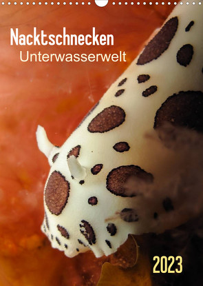 Nacktschnecken – Unterwasserwelt 2023 (Wandkalender 2023 DIN A3 hoch) von Weber-Gebert,  Claudia