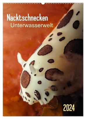 Nacktschnecken – Unterwasserwelt 2024 (Wandkalender 2024 DIN A2 hoch), CALVENDO Monatskalender von Weber-Gebert,  Claudia