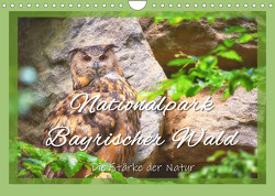 Nationalpark Bayrischer Wald – Die Stärke der Natur (Wandkalender 2023 DIN A4 quer) von Hackstein,  Bettina