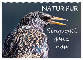 NATUR PUR – Singvögel ganz nah (Wandkalender 2024 DIN A2 quer), CALVENDO Monatskalender von Dietzel,  Karin