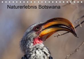 Naturerlebnis Botswana (Tischkalender 2021 DIN A5 quer) von Willy Bruechle,  Dr.