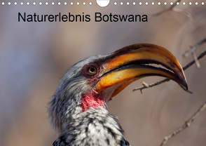 Naturerlebnis Botswana (Wandkalender 2021 DIN A4 quer) von Willy Bruechle,  Dr.
