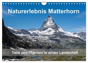 Naturerlebnis Matterhorn (Wandkalender 2024 DIN A4 quer), CALVENDO Monatskalender von Pelzer (Pelzer-Photography),  Claudia